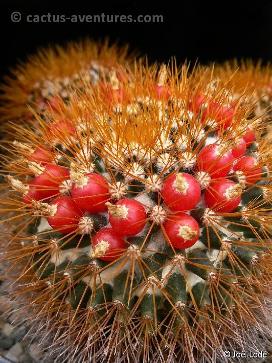 Mammillaria nivosa P1240066